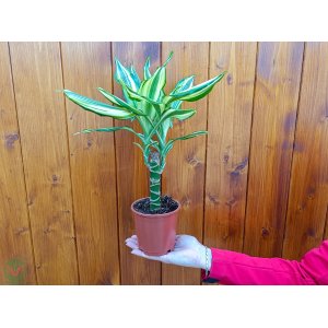 Dracena (Dracaena fragrans) ‘YELLOW COAST’ - výška 30-40 cm, kont. C1L